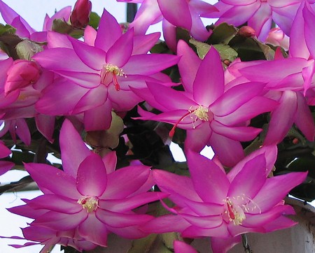 [Christmas Cactus Bloom]